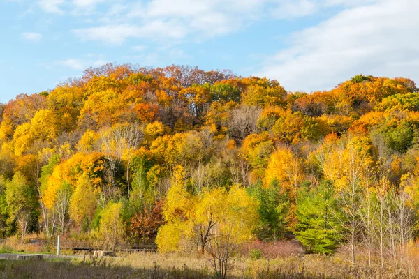 Colourful Maple Trees in Canada in the Fall — Stock Photo, Image