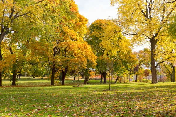 Colourful Maple Trees in Canada in the Fall — Stock Photo, Image