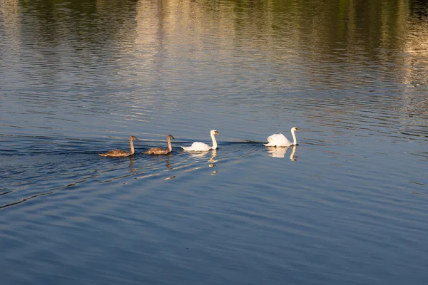 Семья лебедей в озере — стоковое фото