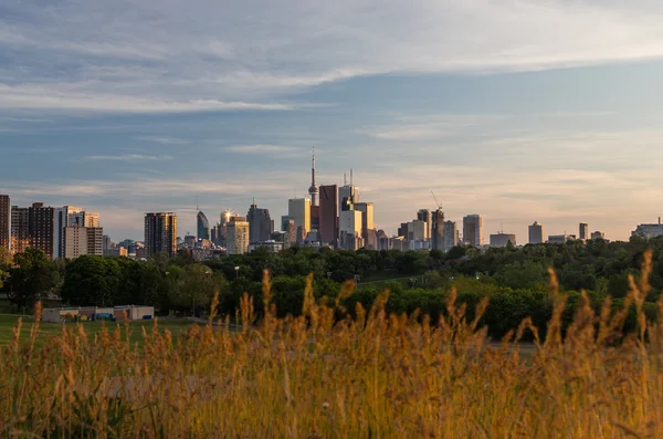 Toronto Downtown Skyline ja kasvi Foilage — kuvapankkivalokuva