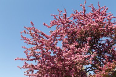 Crabapple çiçekleri arka plan