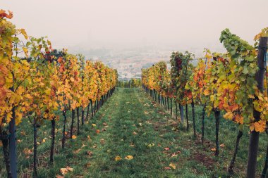 Sonbaharda üzüm tarlaları