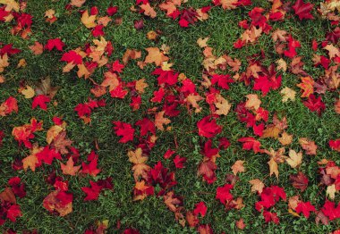 Maples yaprak arka planda sonbahar