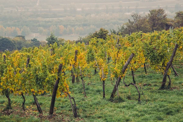 Vineyards in the Fall — Stock Photo, Image