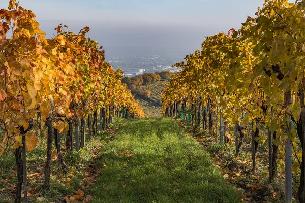 Цветные листья на плантациях виноградников осенью — стоковое фото