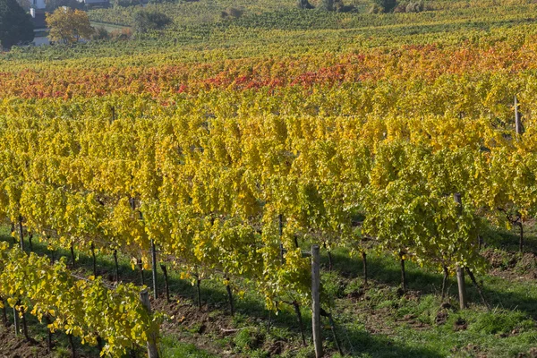Vineyard Plantations in Austria — Stock Photo, Image