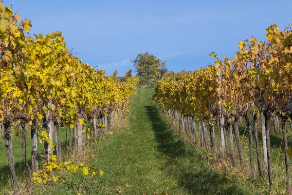 Vineyard Plantations in Austria — Stock Photo, Image
