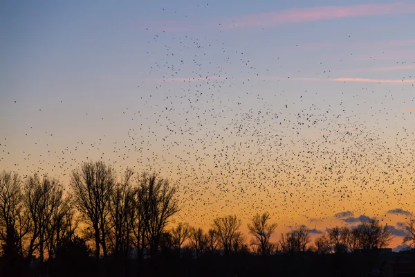 Store mengder fugler som flyr ved solnedgang – stockfoto