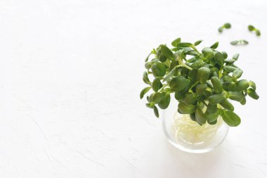 Beyaz arka planda bir bardakta mikro-yeşil lahanalar. Ön manzara, kopyalama alanı. Sağlıklı gıda konsepti.