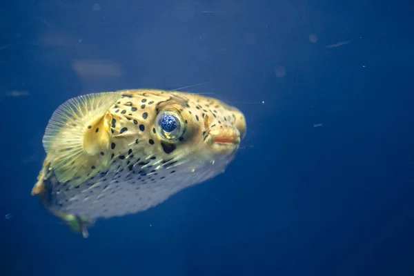 Kleine Blaasvis Die Het Water Zwemt Osaka Japan — Stockfoto