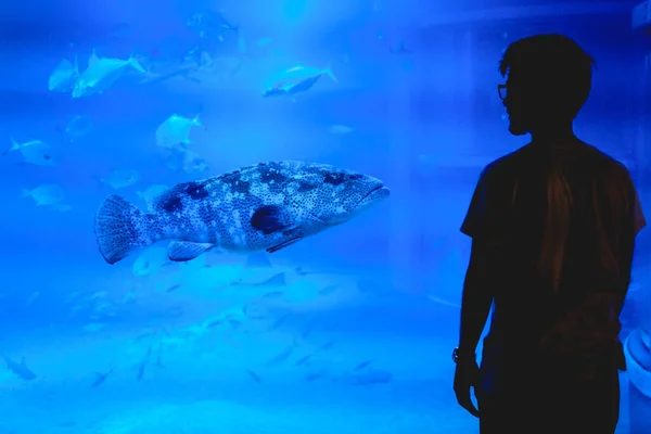Young fit guy watching a big fish at aquarium, Osaka, Japan