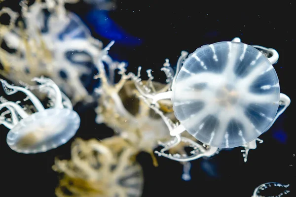 Grupo Medusas Nadando Bajo Agua Osaka Japón — Foto de Stock