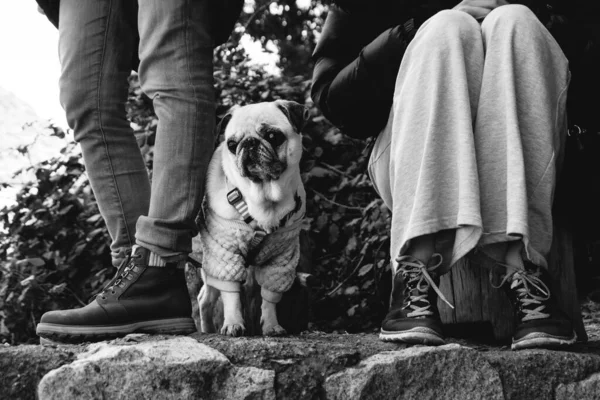 Pequeño Hermoso Perro Blanco Pug Con Suéter Rosa Las Piernas —  Fotos de Stock