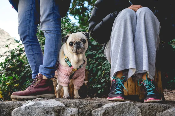 Pequeño Hermoso Perro Blanco Pug Con Suéter Rosa Las Piernas — Foto de Stock