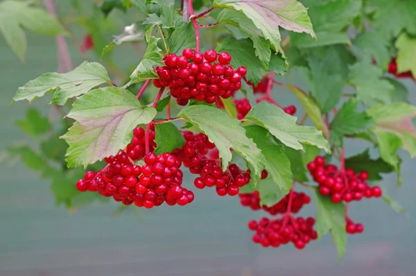 Rijp rood viburnum op een bush — Stockfoto