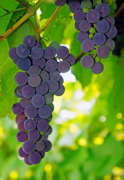 Фиалки на виноградной лозе — стоковое фото