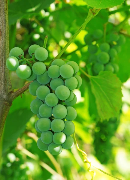 Uvas verdes na vinha — Fotografia de Stock