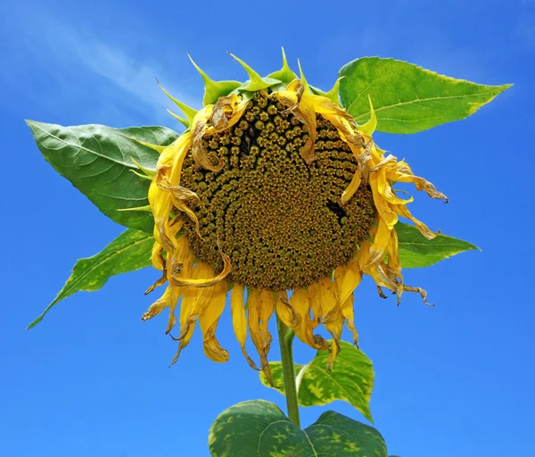 Ripe sunflower against a blue sky — Stock Photo, Image