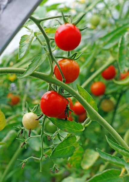 Tomates em uma estufa — Fotografia de Stock