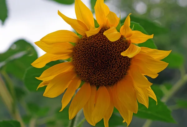 Blooming sunflower closeup — Stock Photo, Image