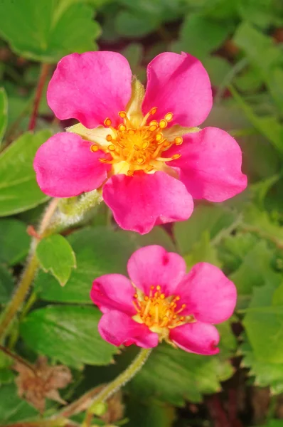 Fresas con flores rosadas —  Fotos de Stock