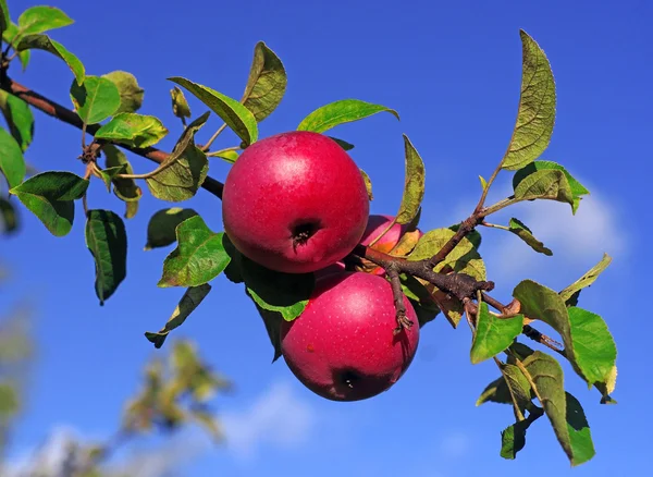 Rode appels op een tak tegen de blauwe hemel — Stockfoto