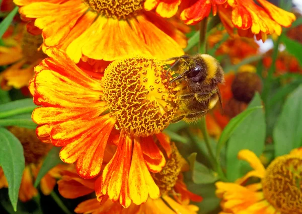 Macro - Bumblebee em uma flor de laranja brilhante Helenium — Fotografia de Stock