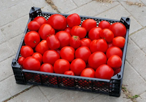 Черная пластиковая коробка с спелыми красными помидорами — стоковое фото