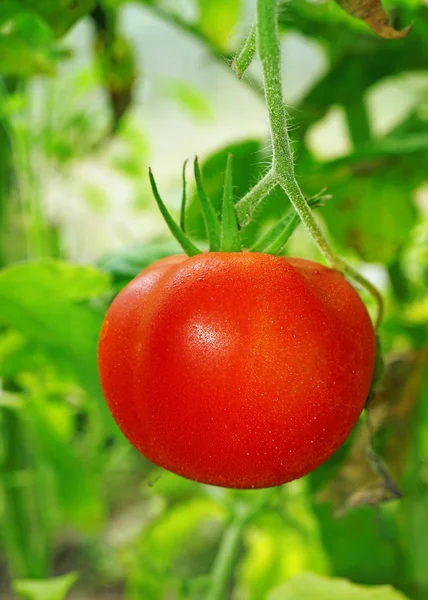 Tomato  in a greenhouse — Stock Photo, Image