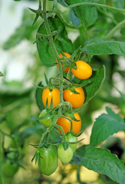 Yellow cherry tomatoes in the greenhouse close-up — Stock Photo, Image