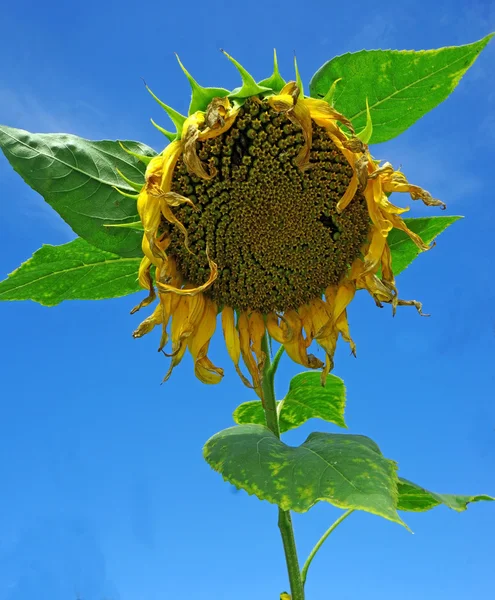 Ripe sunflower against a blue sky — Stock Photo, Image