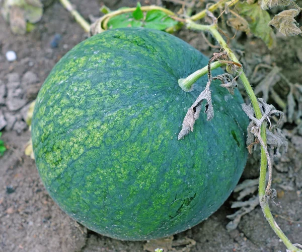 Watermelon in the garden — Stock Photo, Image