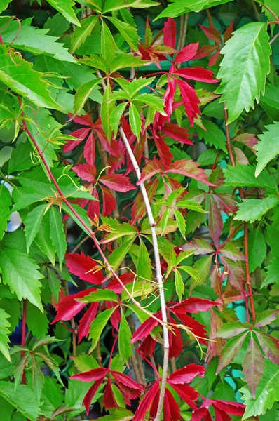 Parthenocissusquinquefolia крупним планом як фон — стокове фото