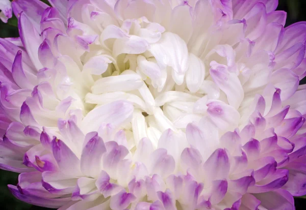 Primer plano de flor de aster con pétalos blancos con bordes púrpura — Foto de Stock