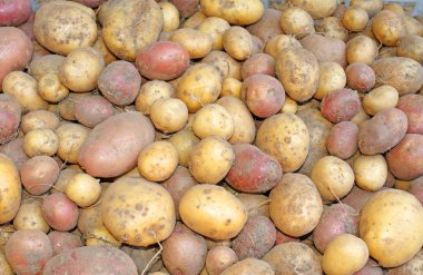 patates yumrular bir arka plan olarak sadece topraktan