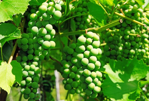 Зеленый виноград на лозе — стоковое фото