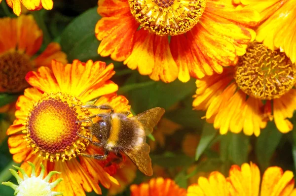 Makro - bumblebee üzerinde parlak turuncu çiçek helenium