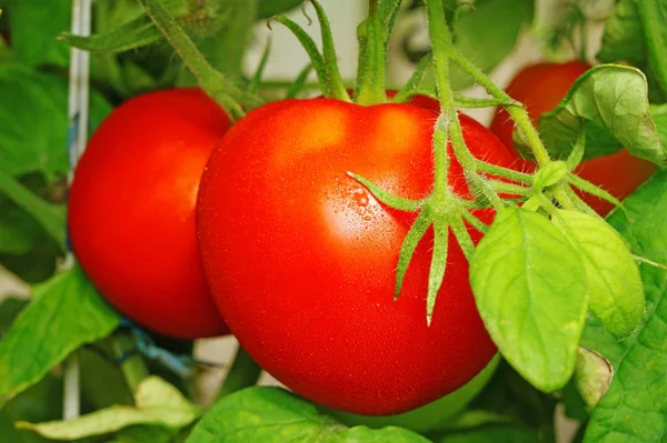 Tomatoes  in a greenhouse  closeup — Stock Photo, Image