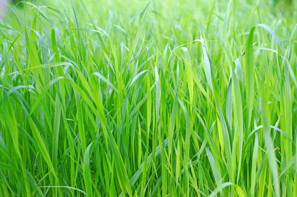 Grüne Hafer Nahaufnahme als Hintergrund — Stockfoto