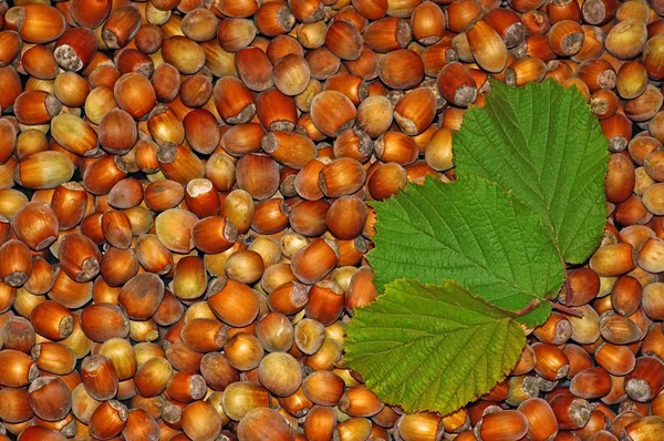 Lískové ořechy detail jako pozadí — Stock fotografie