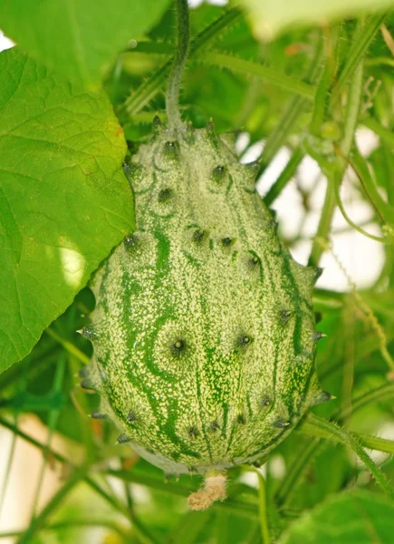 Exotisch fruit cucumis metulifer in een kas Rechtenvrije Stockafbeeldingen