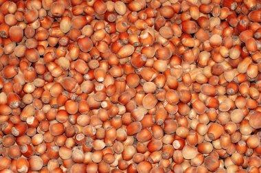 arka plan olarak fındık yakın çekim