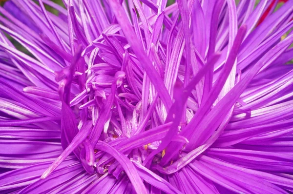 Purple aster flower close-up as abstract background — Stock Photo, Image