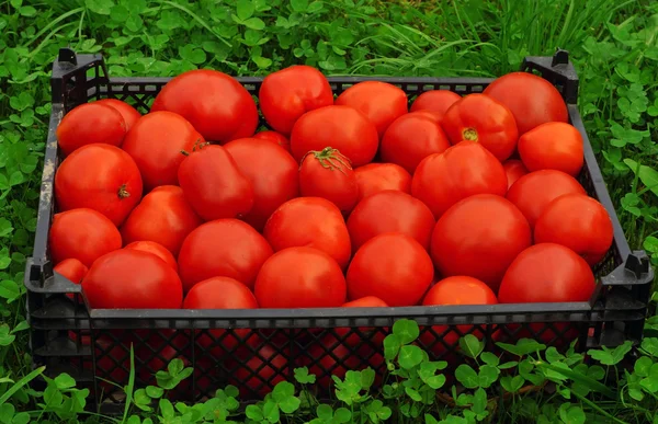 Box of ripe red tomatoes on a green grass — Stock Photo, Image