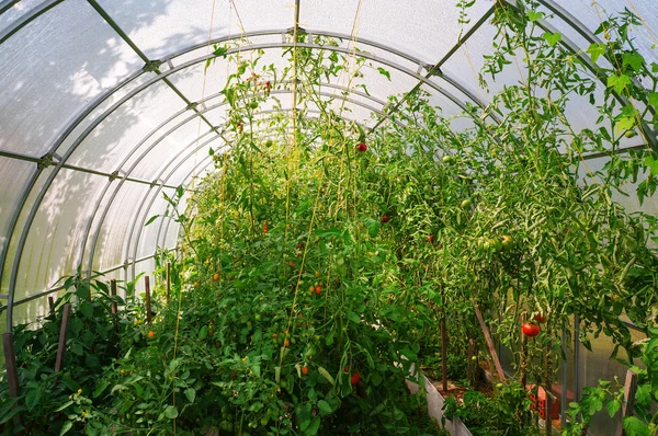 Tomaten die in een kas groeien Stockfoto