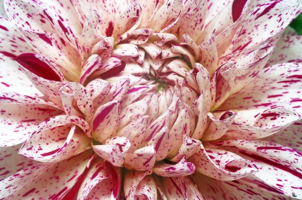 Dahlia albă cu pete violet closeup — Fotografie, imagine de stoc