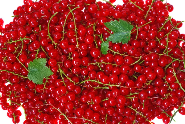 Ripe red currant close-up as background — Stock Photo, Image