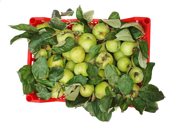 Zelená jablka v červený krabici izolované — Stock fotografie