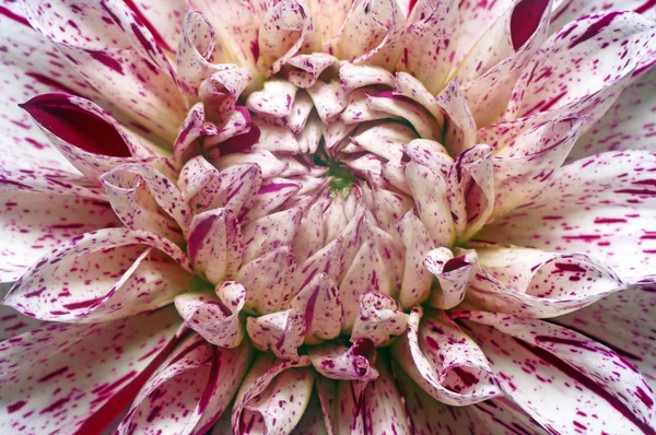 Witte dahlia met paarse vlekken close-up — Stockfoto