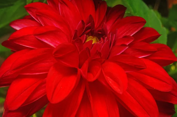 Crimson dahlia close-up as background — Stock Photo, Image